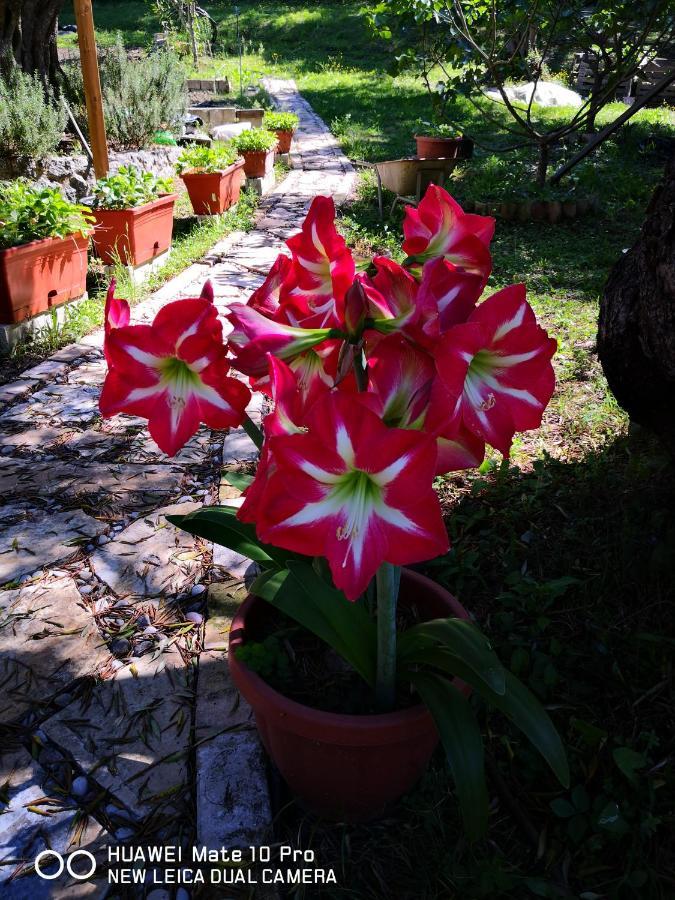 Villa Magia Ípszosz Kültér fotó